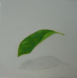  avocado296x300.jpg