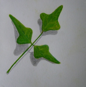  coralbean295x300.jpg