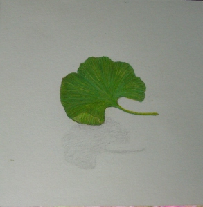  gingko293x300.jpg