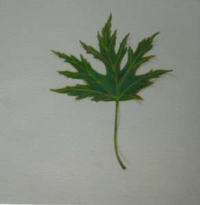  maple292x300.jpg