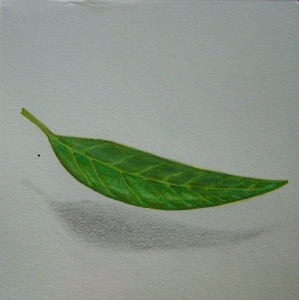  milkweed299x300.jpg