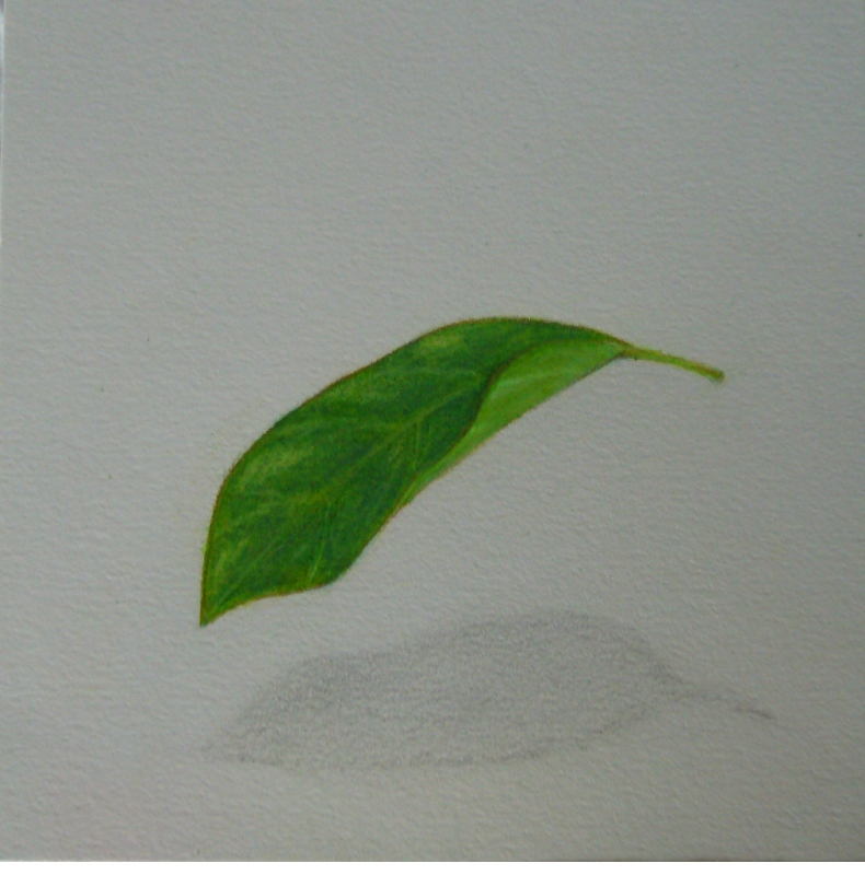 avocado790x800.jpg
