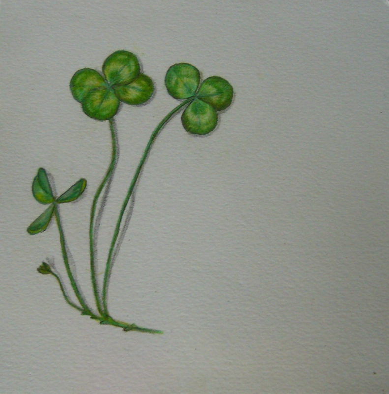 clovers791x800.jpg