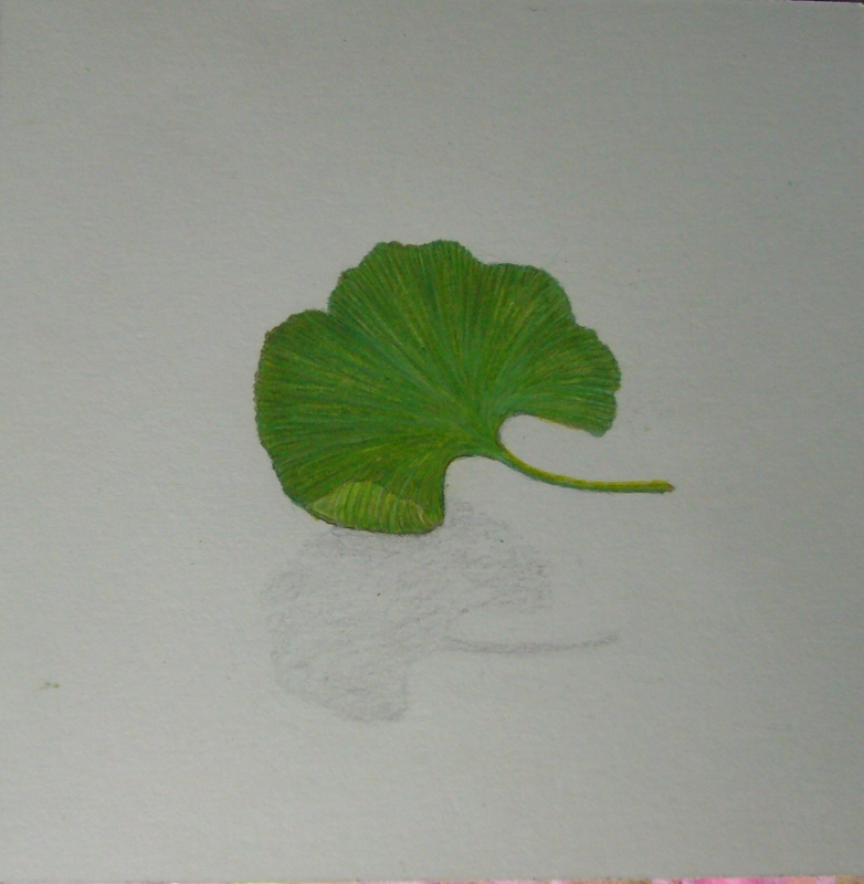 gingko782x800.jpg