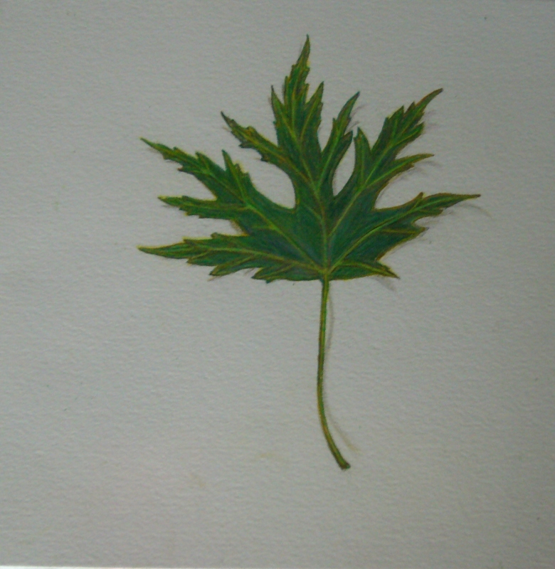 maple780x800.jpg