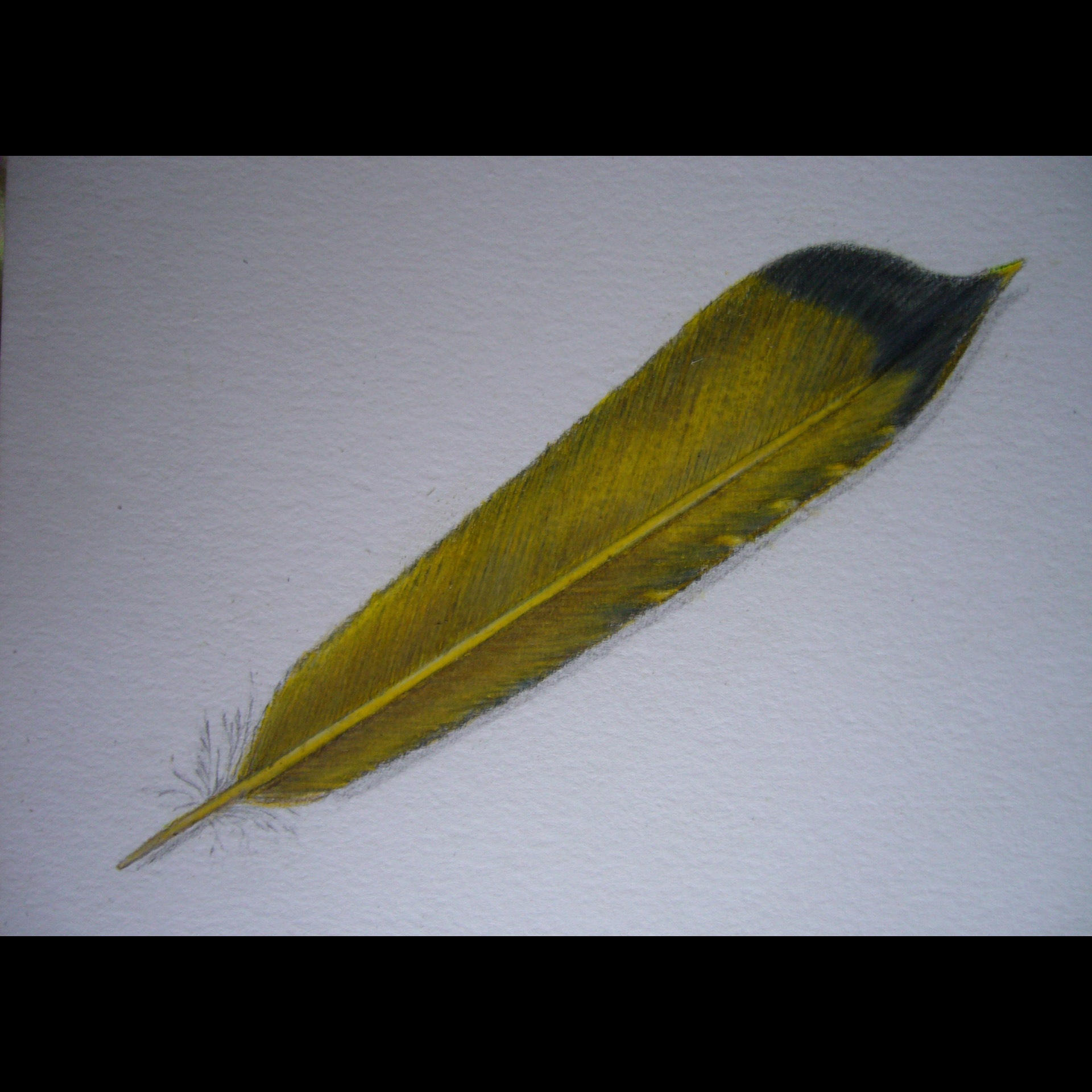 yellowtail800x800.jpg