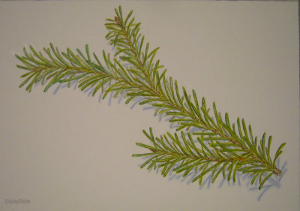  redwood300x211.jpg