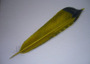  yellowtail300x213.jpg