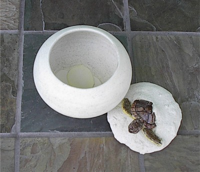 turtlebowl400x344.jpg
