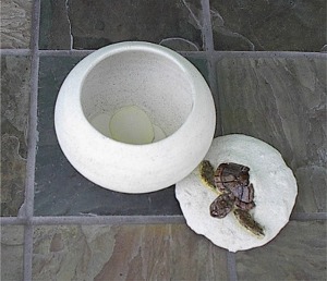  turtlebowl300x258.jpg