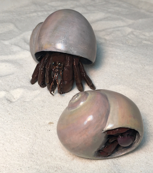  2hermits300x340.jpg