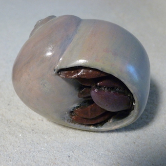  Burr340x340.jpg
