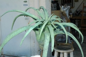  tillandsia300x200.jpg