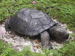  tortoiselrg300x225.jpg