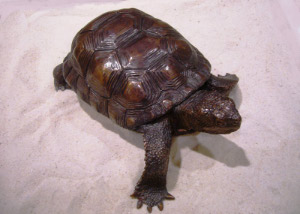  tortoisesm300x214.jpg
